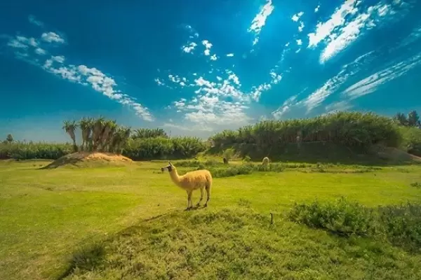 The Best 5 Zoos in Egypt